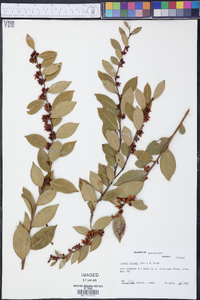 Lyonia lucida image