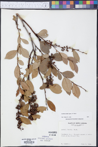 Lyonia lucida image