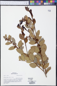 Lyonia lucida image