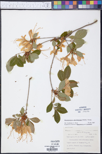 Rhododendron calendulaceum image