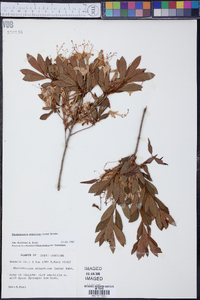 Rhododendron atlanticum image