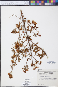 Vaccinium amoenum image