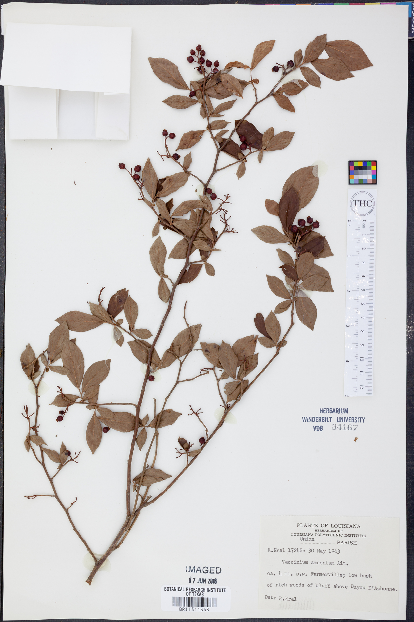 Vaccinium amoenum image