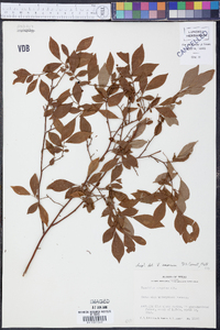 Vaccinium amoenum image