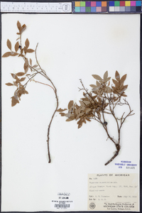 Vaccinium angustifolium image