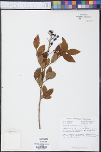 Vaccinium altomontanum image