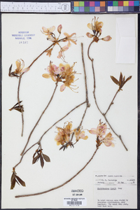 Rhododendron vaseyi image