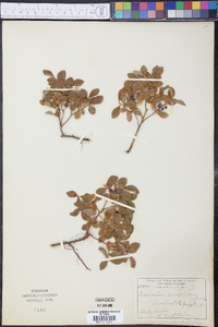 Vaccinium caespitosum image