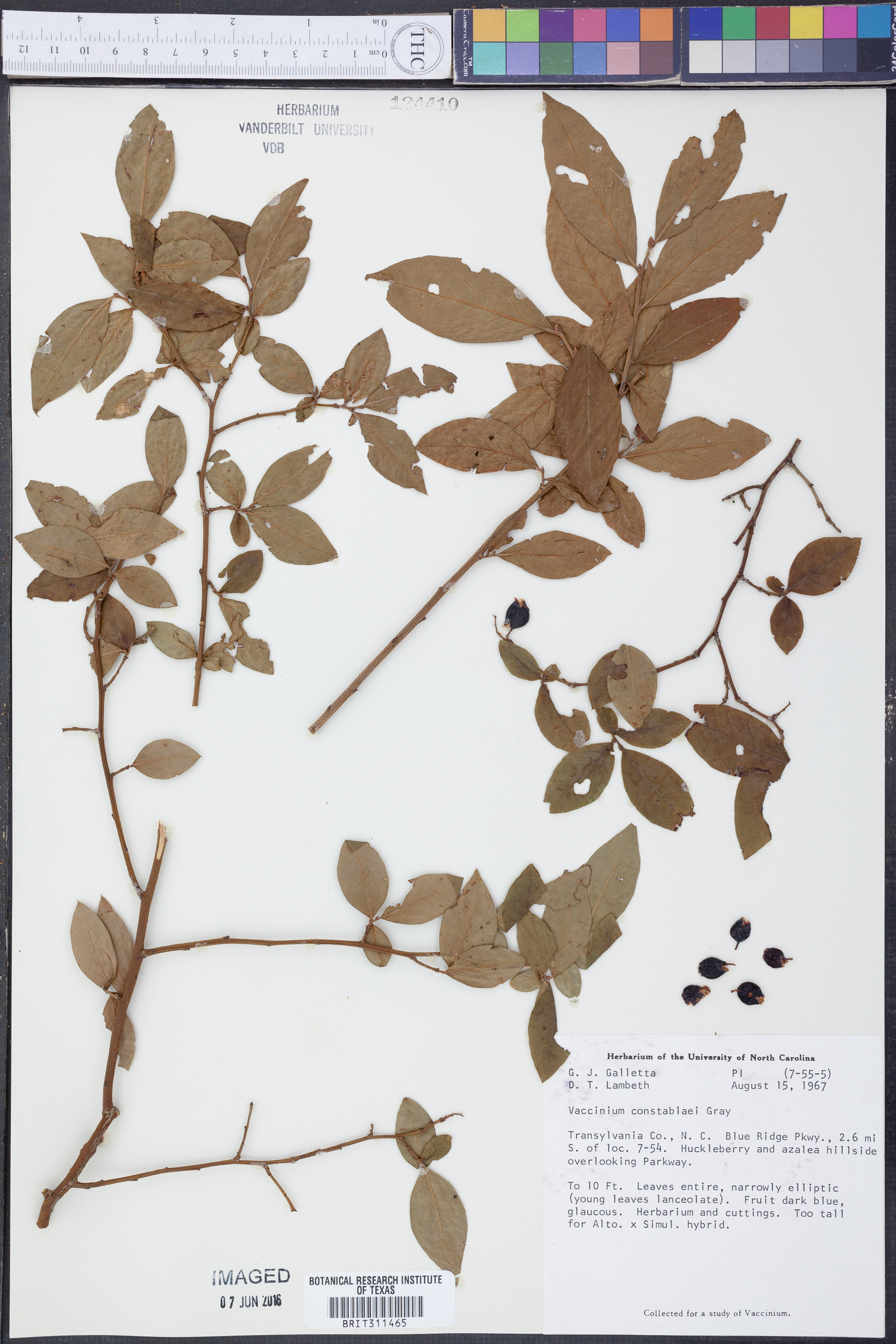 Vaccinium constablaei image