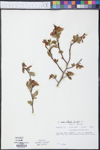 Vaccinium ashei image