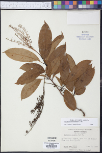 Oxydendrum arboreum image