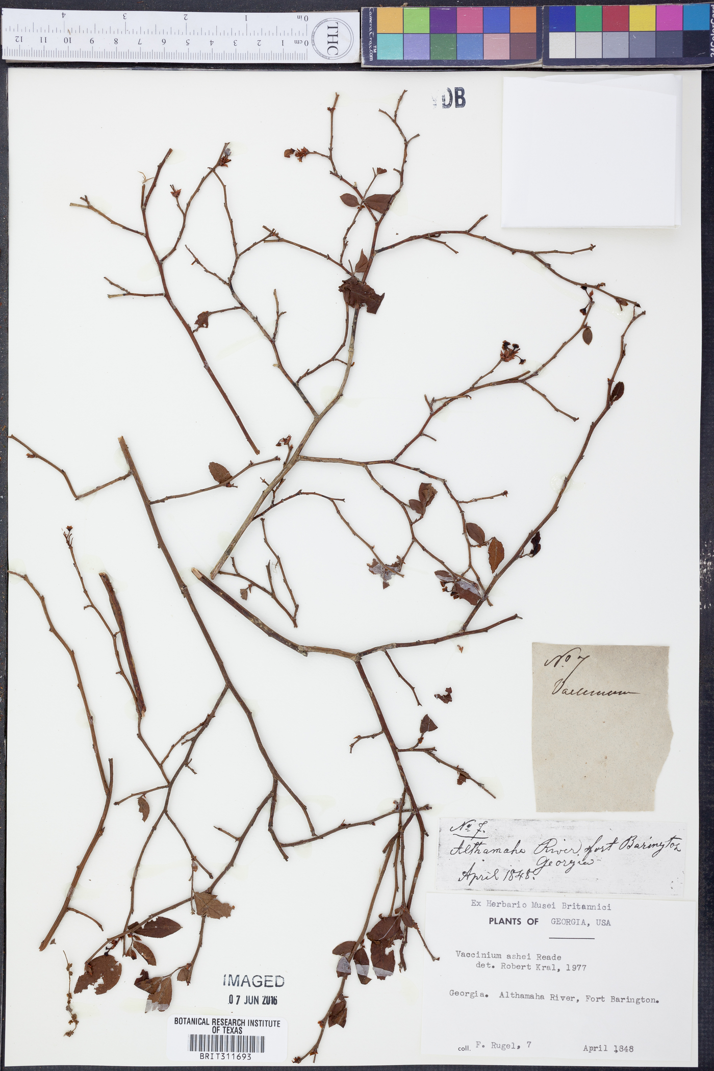 Vaccinium ashei image
