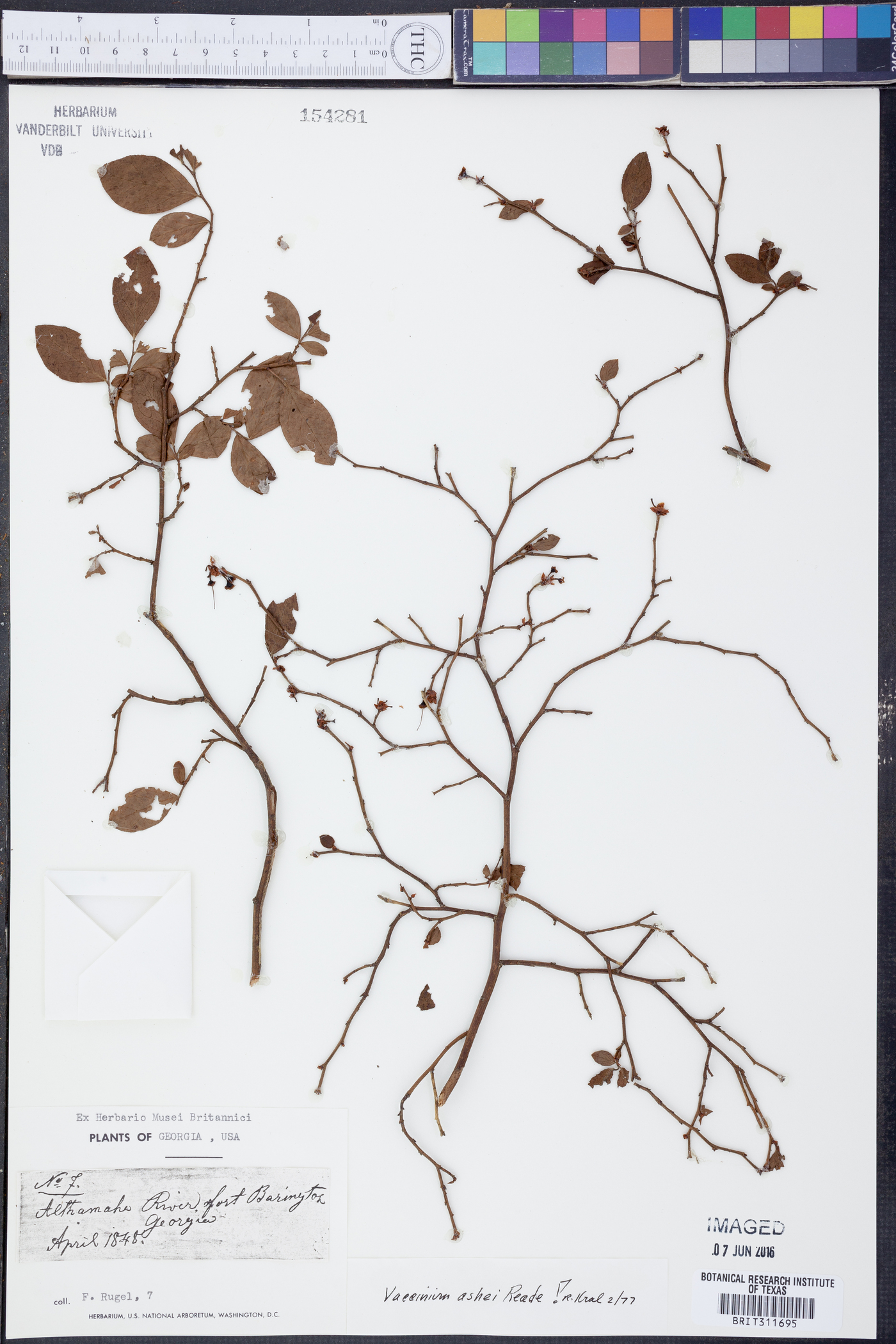 Vaccinium ashei image