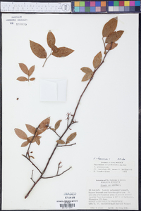 Vaccinium atrococcum image