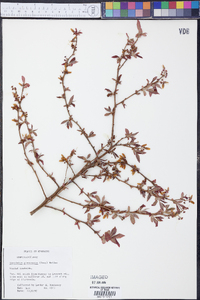 Vaccinium atrococcum image