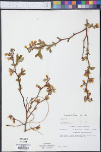 Vaccinium australe image