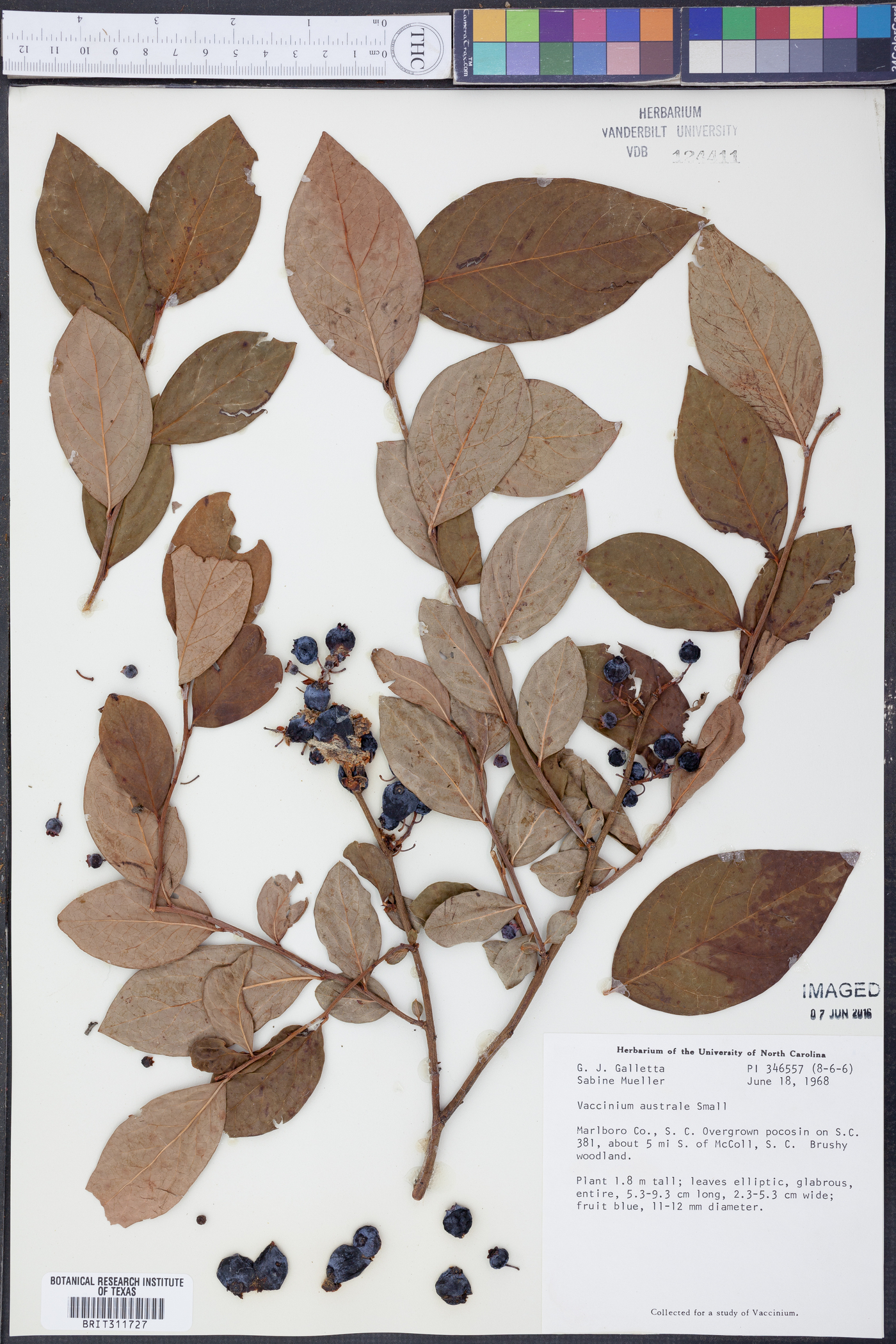 Vaccinium australe image