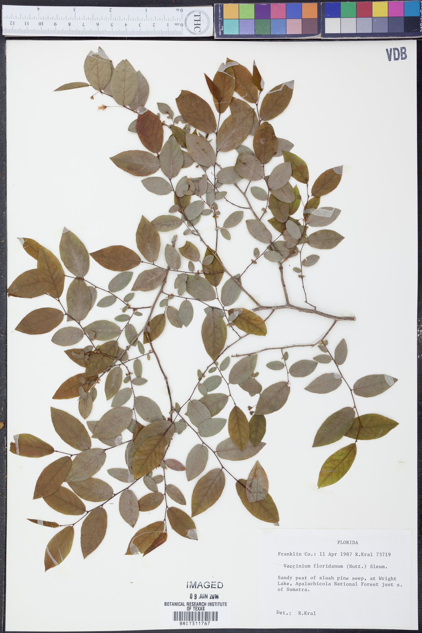 Vaccinium floridanum image