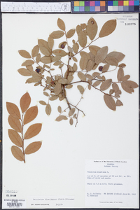 Vaccinium floridanum image