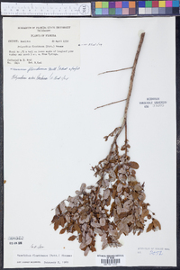 Vaccinium floridanum image