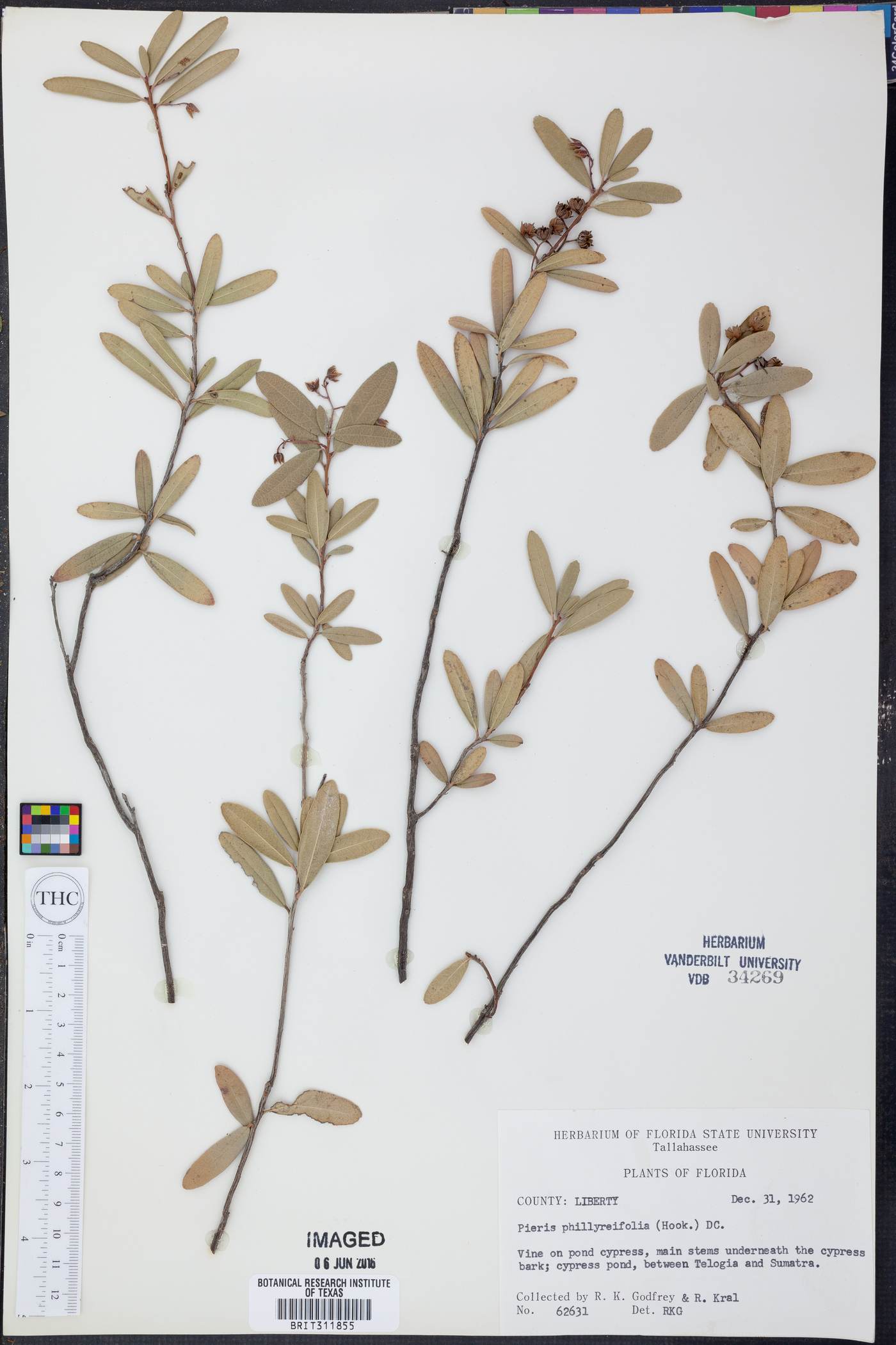 Pieris phillyreifolia image