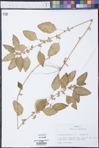 Acalypha australis image