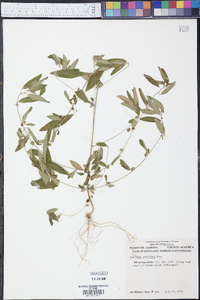 Acalypha gracilens image