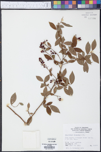 Vaccinium virgatum image