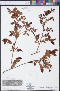 Vaccinium floridanum image