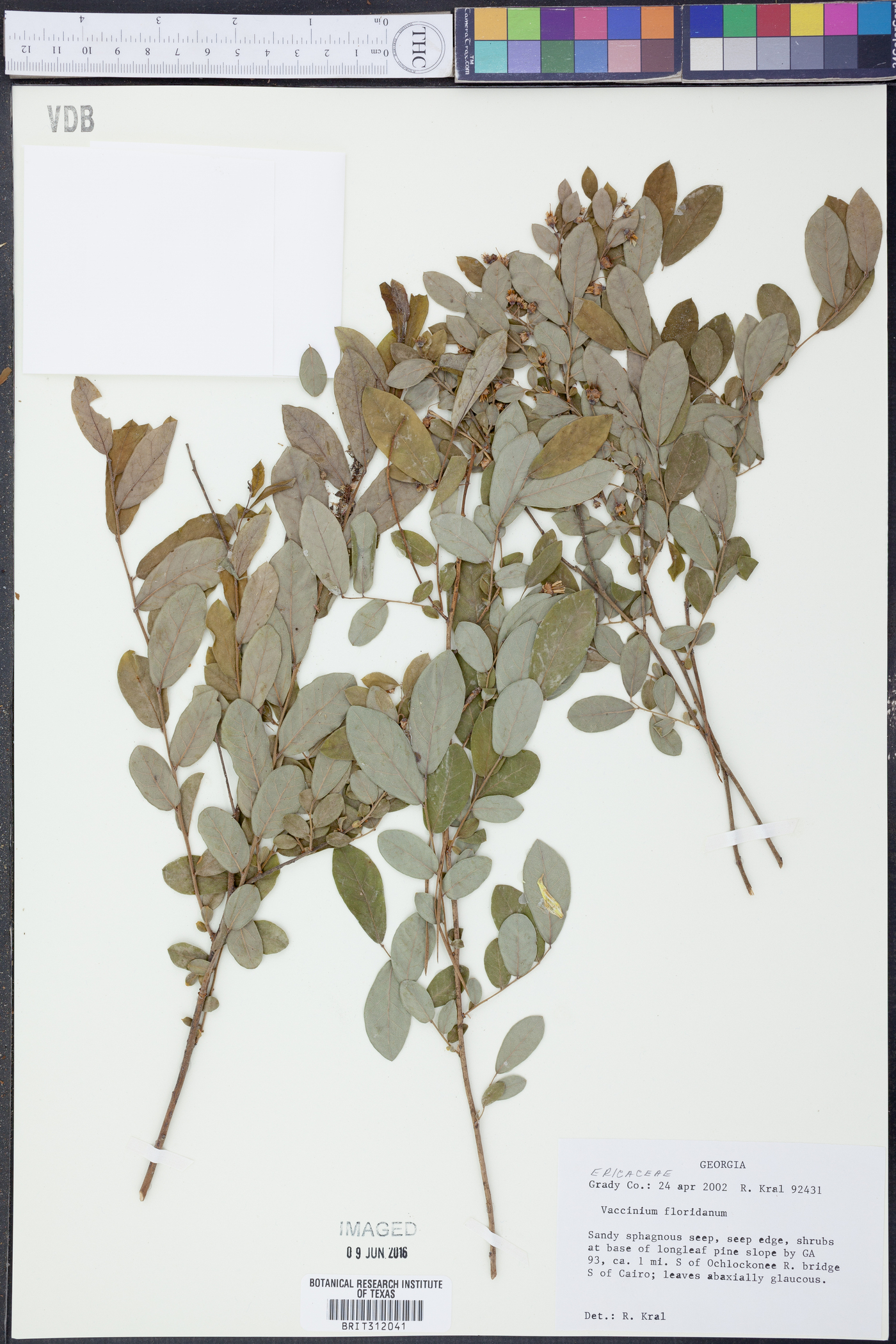 Vaccinium floridanum image