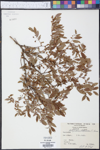 Vaccinium floridanum image