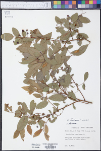 Vaccinium floridanum image