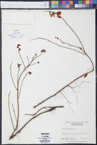 Vaccinium tenellum image