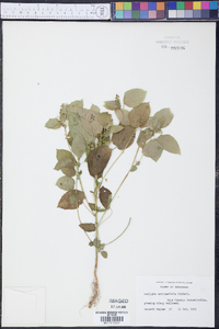 Acalypha ostryifolia image