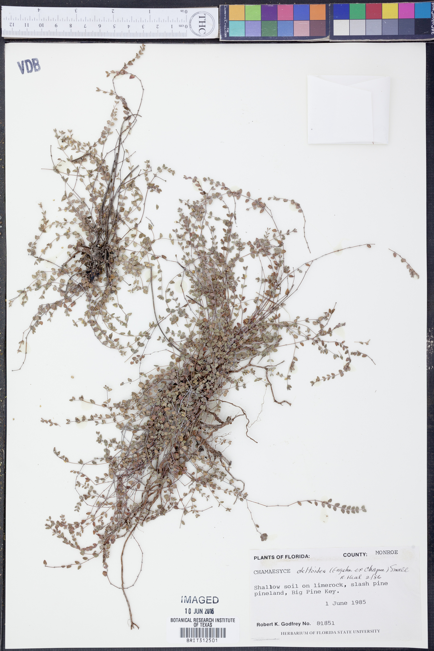 Chamaesyce deltoidea image