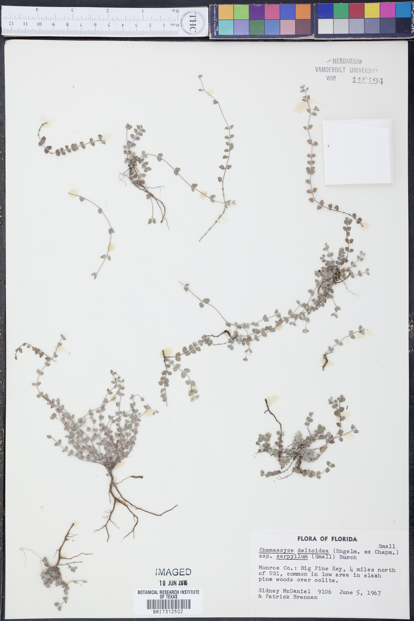 Chamaesyce deltoidea subsp. serpyllum image