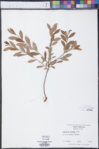 Vaccinium tenellum image