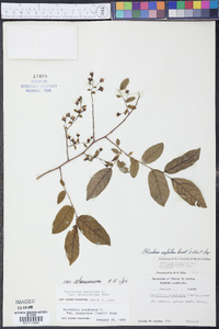 Vaccinium stamineum var. stamineum image