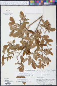 Vaccinium stamineum var. melanocarpum image