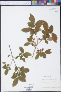 Vaccinium stamineum var. stamineum image