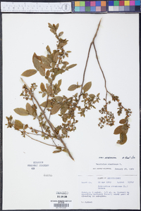 Vaccinium stamineum var. sericeum image