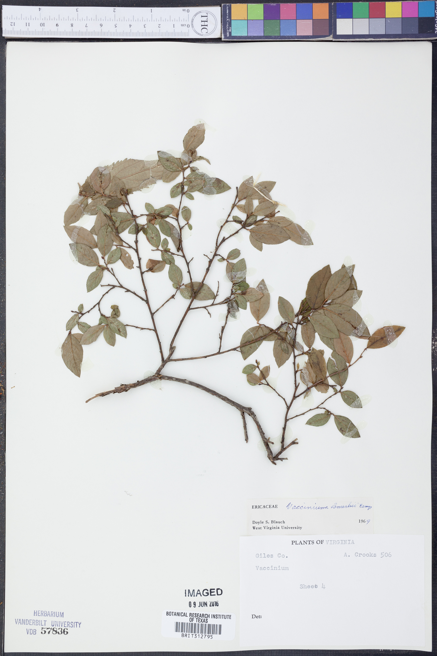 Vaccinium lamarckii image