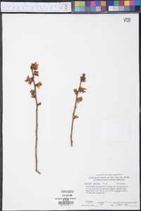 Vaccinium vacillans image