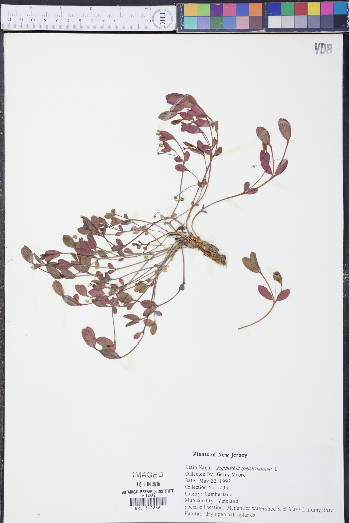 Euphorbia ipecacuanhae image