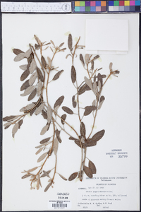 Croton argyranthemus image