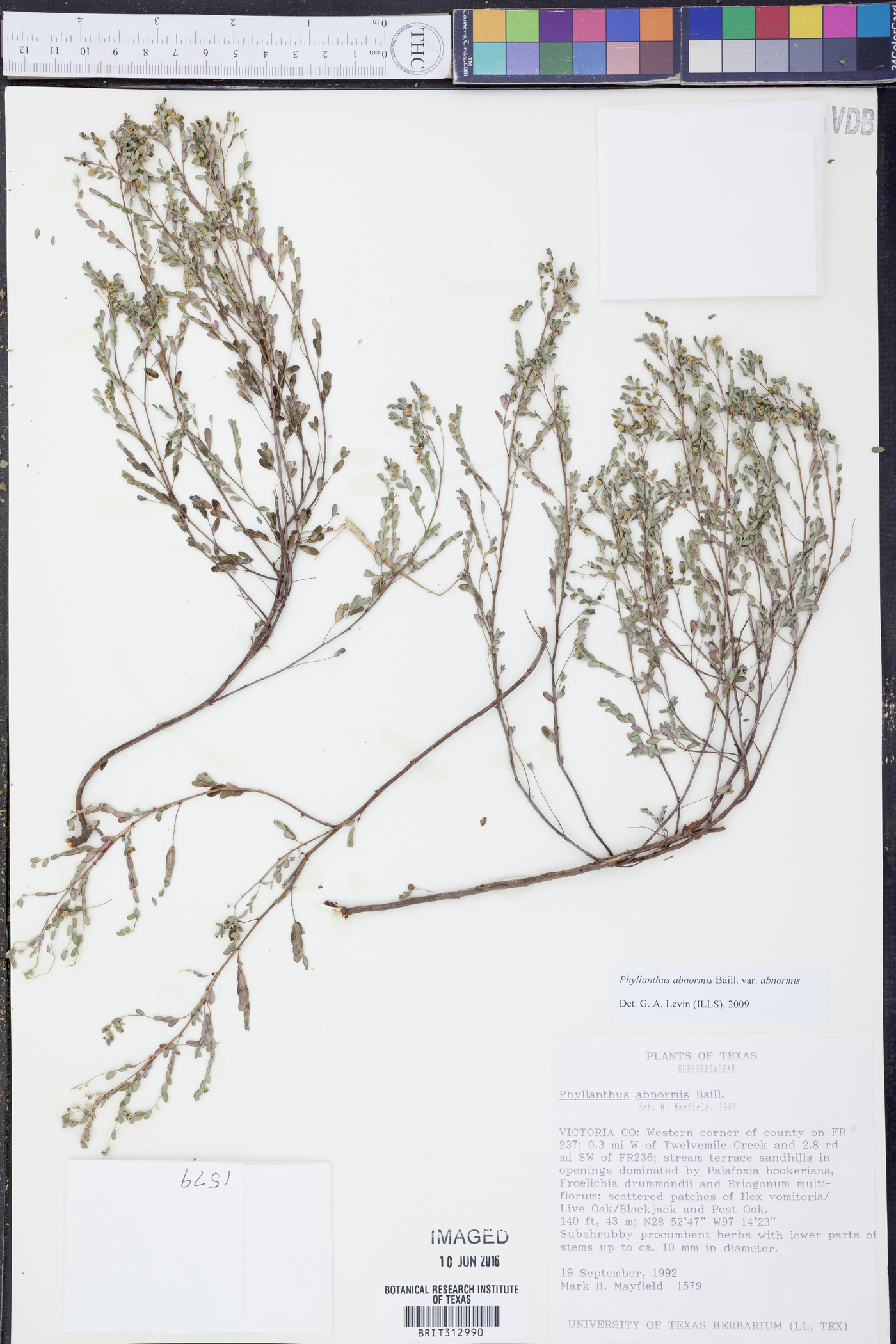 Phyllanthus abnormis var. abnormis image