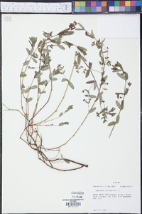 Chamaesyce hyssopifolia image