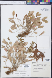 Euphorbia ipecacuanha image