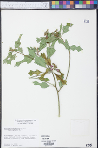 Euphorbia cyathophora image