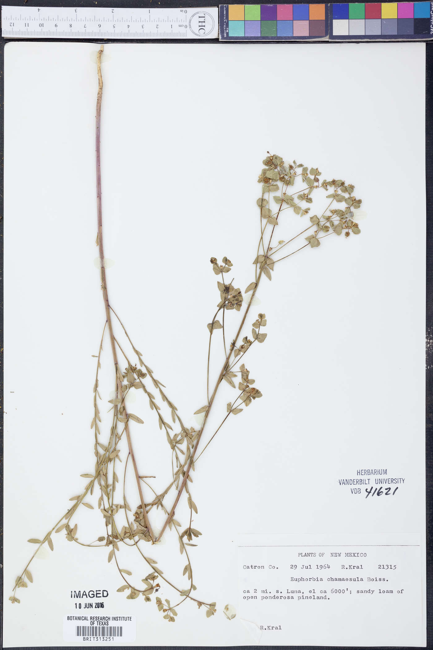 Euphorbia chamaecaula image
